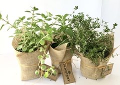 PLANTAS AROMÁTICAS 12CM en internet