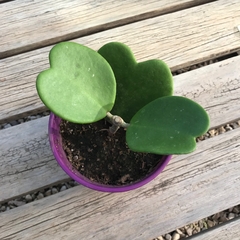 DÚO MACETA CARRUSEL M + HOYA KERRII - tienda online