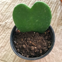 Hoya Kerrii chica