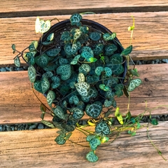 CEROPEGIA WOODII VARIEGADA - Plantery