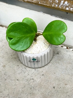 DÚO MACETA CARRUSEL M + HOYA KERRII