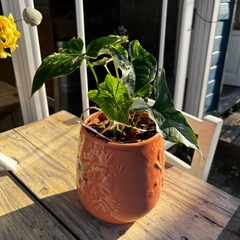 DÚO MACETA PRIMAVERA + SYNGONIUM en internet