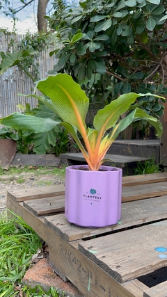 MACETA SAPHI MEDIANA - Plantery