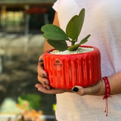 DÚO MACETA CARRUSEL M + HOYA KERRII - comprar online