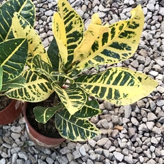 CROTON PETRA MULTICOLOR en internet