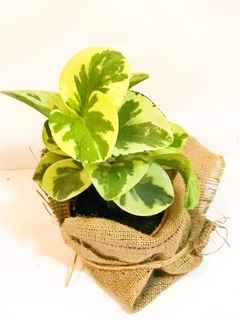 PEPEROMIA - comprar online