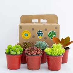 SUCU BOX: 6 suculentas chicas