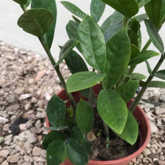 ZAMIOCULCA MEDIANA - comprar online