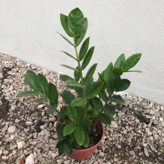 ZAMIOCULCA MEDIANA en internet
