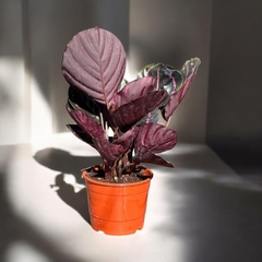 CALATHEA ROSEOPICTA (ROSA&PÚRPURA) - Plantery