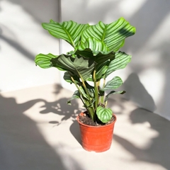 CALATHEA ORBIFOLIA