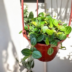 PEPEROMIA SANDIA/TERRAGONA - comprar online