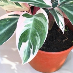 CALATHEA TRIOSTAR/STROMANTHE SANGUÍNEA XL en internet