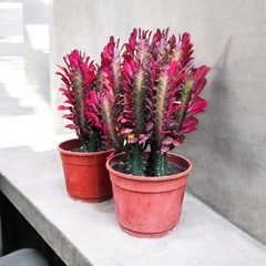 EUPHORBIA TRIGONA RUBRA