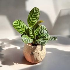 DÚO MACETA COLIBRI + CALATHEA ZEBRINA