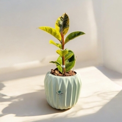 DÚO MACETA PRISMA + GOMERO VARIEGADO AMARILLO