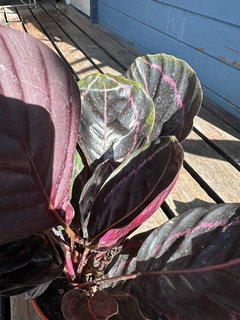 Imagen de CALATHEA ROSEOPICTA (ROSA&PÚRPURA)