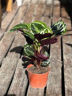 CALATHEA MEDALLION en internet