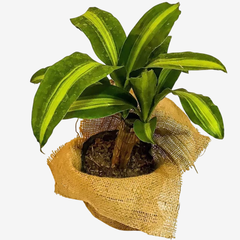 PALO DE AGUA