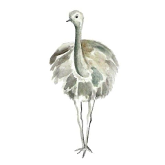 Fauna nativa de Sudamérica - EDICIONES MEMBRILLA en internet