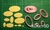 Set De Cortantes Ovalos de 1a 6cm cada 0,5cm ovalados