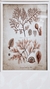 Cuadro Coral Rosa - 50x60 - - comprar online