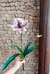 230345 - HASTE ORQUIDEA CYPRIPEDIUM PERMANENTE