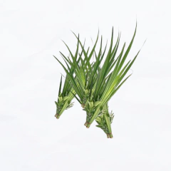 Aceite Esencial de Palmarosa - buy online