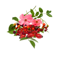 Refined Rosehip Oil - buy online