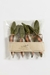 Set Zanahorias - tienda online