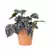 PLANTA CON MACETA PLASTICA 19CM