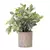 PLANTA CON MACETA DE CEMENTO 30CM