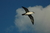 Curso Aves Marinas