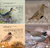 AVES DEL NOROESTE ARGENTINO - GUÍA DE CAMPO en internet