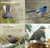 AVES DEL NOROESTE ARGENTINO - GUÍA DE CAMPO - comprar online