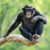 Curso Puentes entre especies - Valor para socios