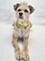 Imagen de Collar Tropical Green
