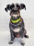 Collar Tropical Green - tienda online