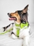 Combo Pretal, Correa y Collar Tropical Green - comprar online