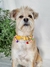 Imagen de Collar Amber