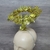 Aureola Brillosa