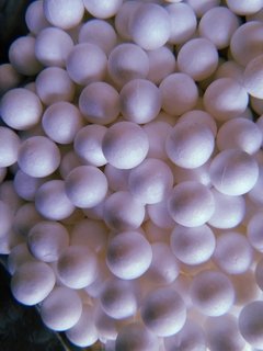 Esfera N°1 x 50 unidades