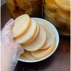 Scoby Para Kombucha Com cha de arranque Mais Manual De Cuidados Impresso - Kefir Life Superfood