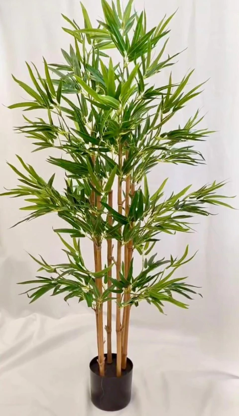 Bambu (CH12614494)