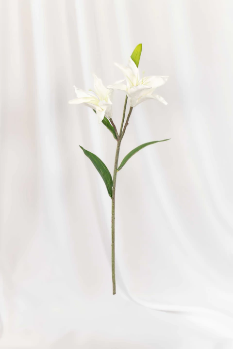 Vara Lilium (CH05940301)