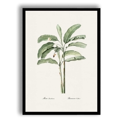 CUADRO BANANA TREE