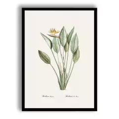 CUADRO BIRD OF PARADISE