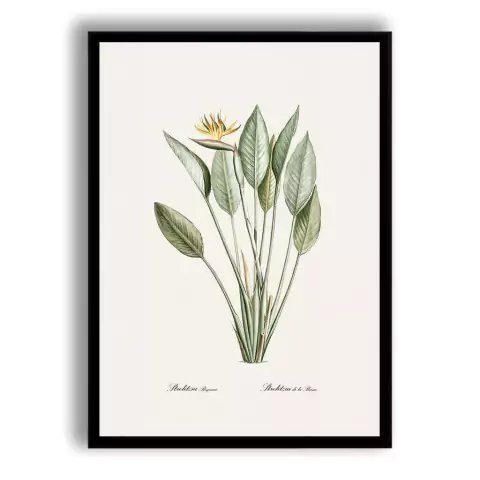 CUADRO BIRD OF PARADISE