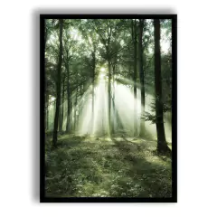 CUADRO MORNING FOREST