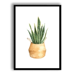 CUADRO SANSEVIERIA